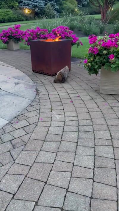 Pack Brasero Z1 graphite grille acier sans fumée ARTISS