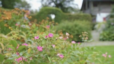 Coupe-bordure à batterie 18 V diamètre 30 cm GE-CT18/30SOLO EINHELL